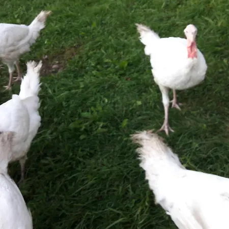 Bauernhof Waira Apartment Yspertal