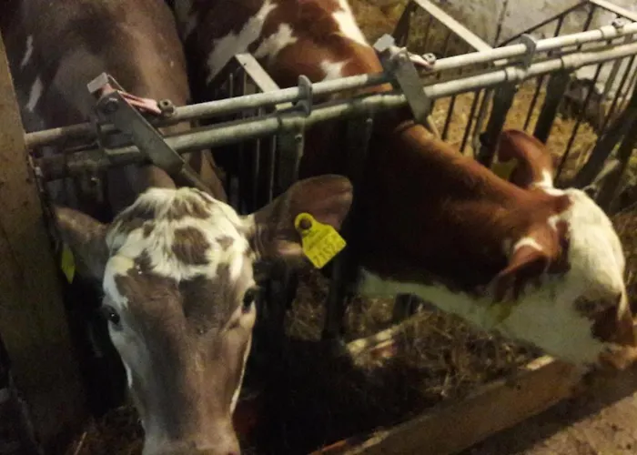 宝轮豪夫维拉酒店 公寓 *