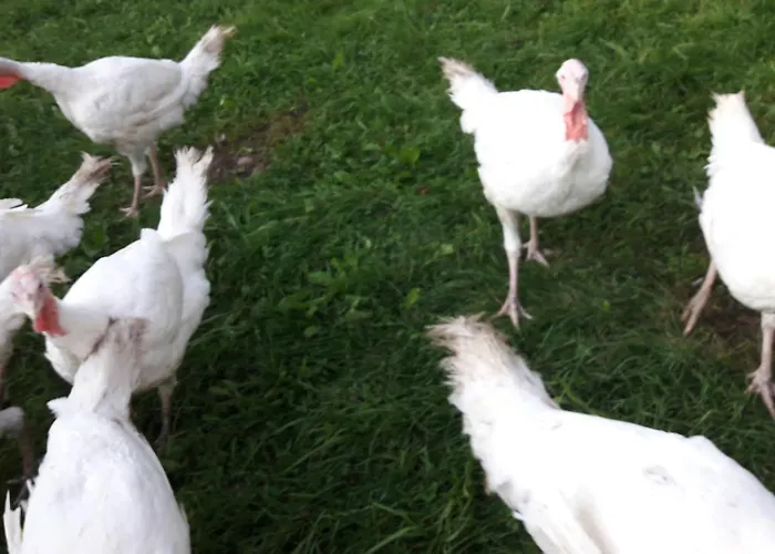 Bauernhof Waira Apartment Yspertal